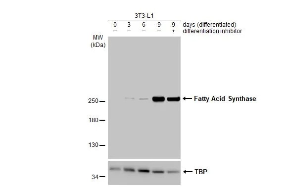 Fatty Acid Synthase/FASN Antibody (HL2160) - Azide and BSA Free