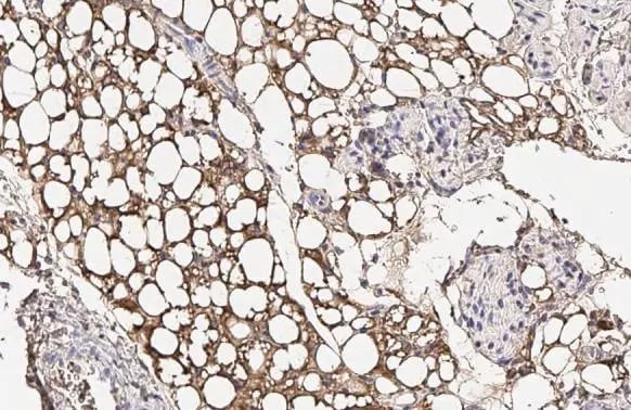 Fatty Acid Synthase/FASN Antibody (HL2160) - Azide and BSA Free