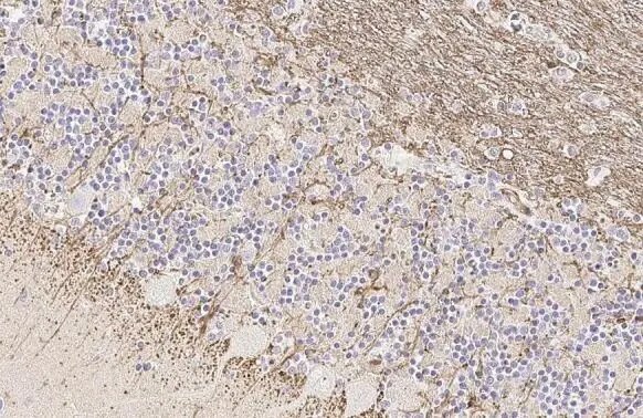 FCER1G Antibody (HL1418) - Azide and BSA Free