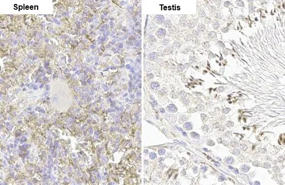 FCER1G Antibody (HL1418) - Azide and BSA Free