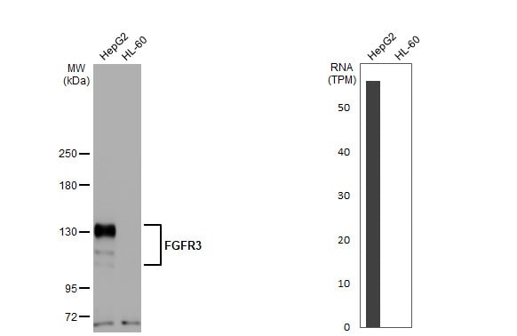 FGFR3 Antibody (HL1595) - Azide and BSA Free