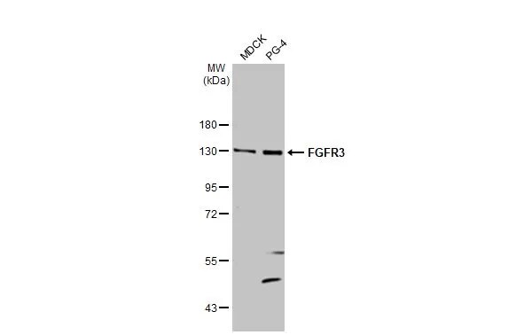 FGFR3 Antibody (HL1595) - Azide and BSA Free