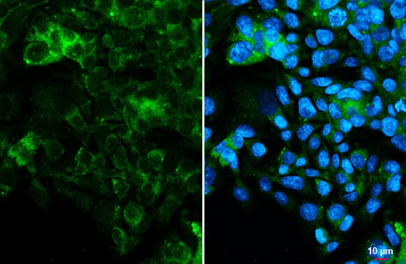 Hepassocin/FGL1 Antibody (HL2317) - Azide and BSA Free