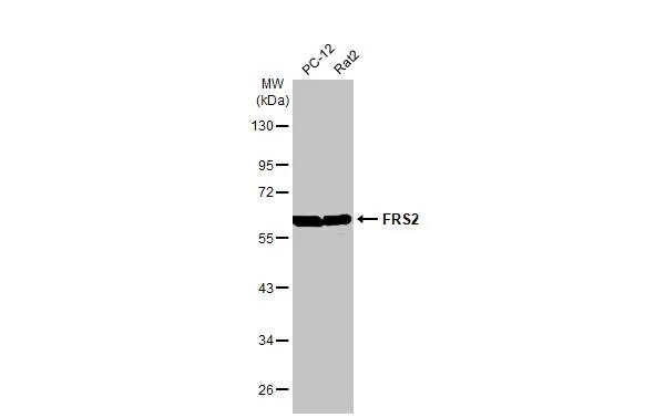 FRS2 Antibody (HL1774) - Azide and BSA Free