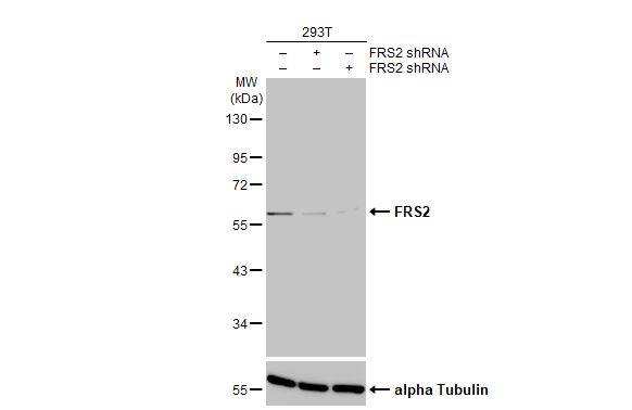 FRS2 Antibody (HL1774) - Azide and BSA Free