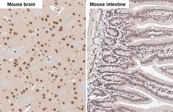 FUS Antibody (HL2454) - Azide and BSA Free