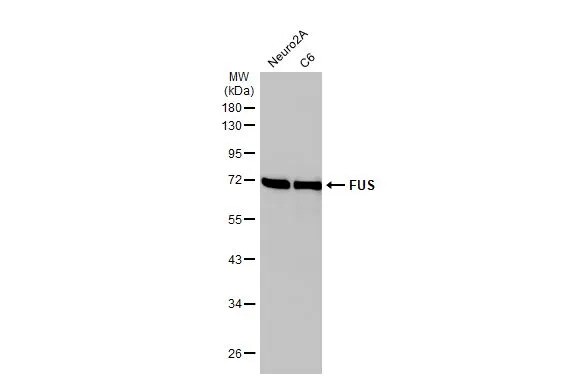 FUS Antibody (HL2454) - Azide and BSA Free
