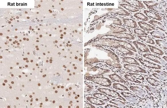 FUS Antibody (HL2454) - Azide and BSA Free