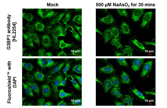 G3BP1 Antibody (HL2254) - Azide and BSA Free