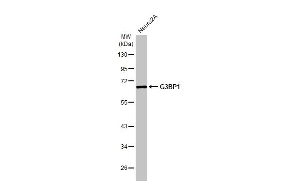 G3BP1 Antibody (HL2254) - Azide and BSA Free