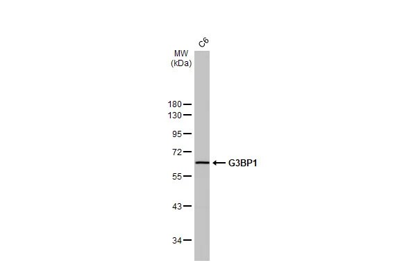 G3BP1 Antibody (HL2254) - Azide and BSA Free
