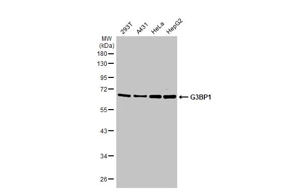 G3BP1 Antibody (HL2254) - Azide and BSA Free