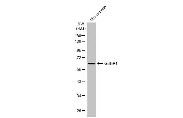 G3BP1 Antibody (HL2254) - Azide and BSA Free
