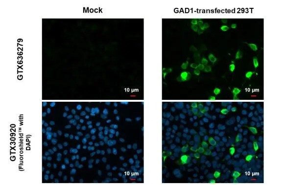 GAD1/GAD67 Antibody (HL1095) - Azide and BSA Free