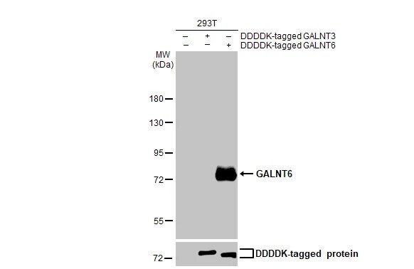 GALNT6 Antibody (HL2392) - Azide and BSA Free