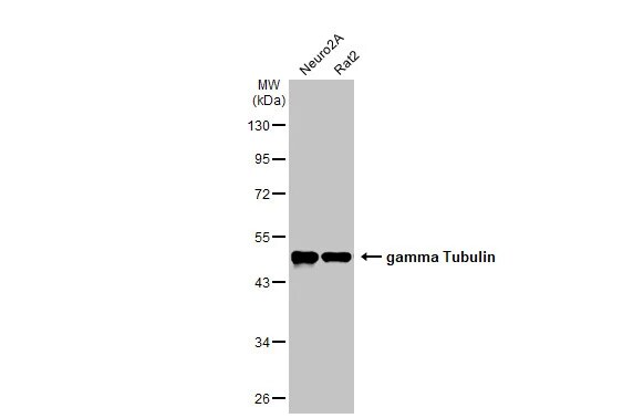 gamma Tubulin Antibody (HL1175) - Azide and BSA Free