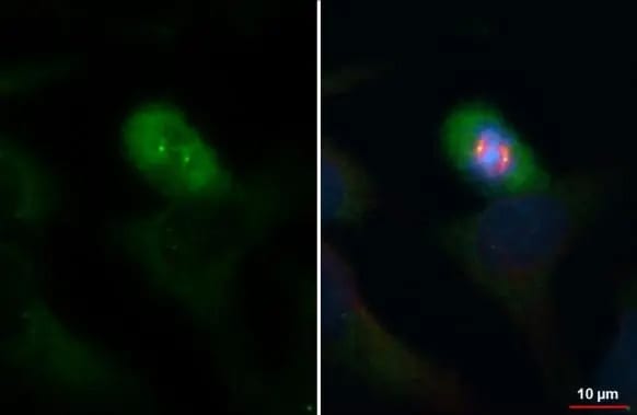 gamma Tubulin Antibody (HL1175) - Azide and BSA Free