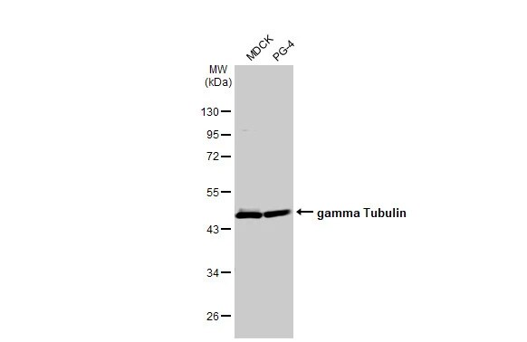 gamma Tubulin Antibody (HL1175) - Azide and BSA Free