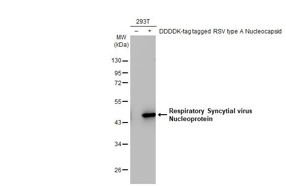 Respiratory Syncytial Virus Nucleoprotein Antibody (HL1296) - Azide and BSA Free