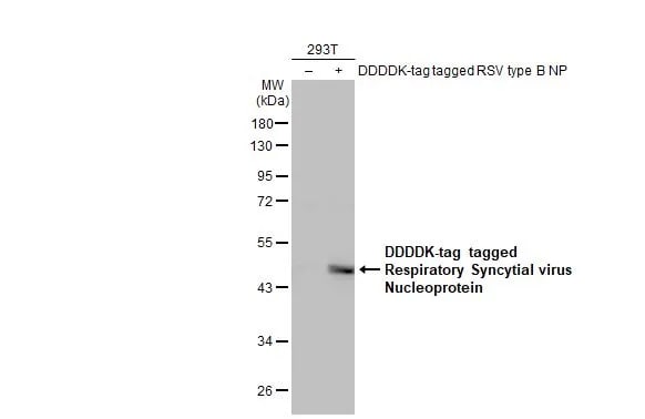 Respiratory Syncytial Virus Nucleoprotein Antibody (HL1296) - Azide and BSA Free