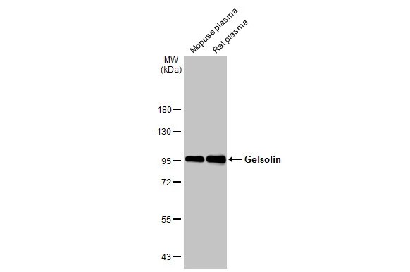 Gelsolin/GSN Antibody (HL1930) - Azide and BSA Free