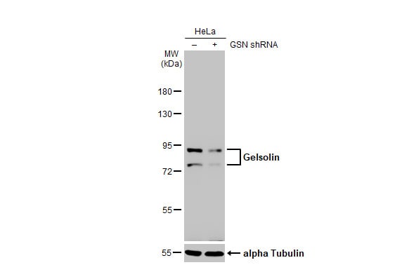 Gelsolin/GSN Antibody (HL1930) - Azide and BSA Free