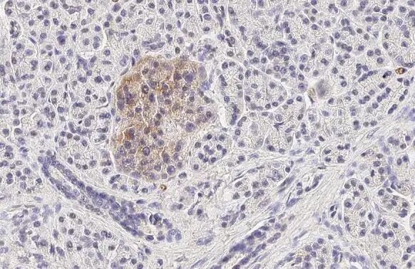 GLP-1R Antibody (HL2297) - Azide and BSA Free