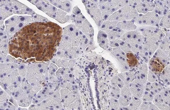 GLP-1R Antibody (HL2297) - Azide and BSA Free