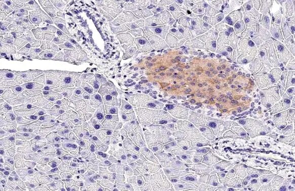 GLP-1R Antibody (HL2297) - Azide and BSA Free