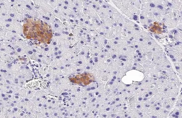 GLP-1R Antibody (HL2298) - Azide and BSA Free