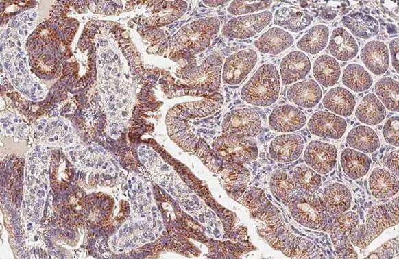 GLUD1/GLUD2 Antibody (HL2124) - Azide and BSA Free