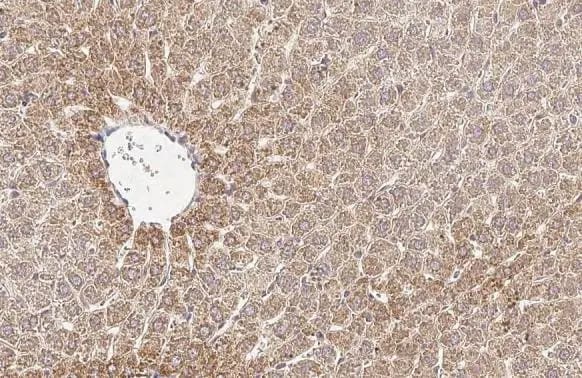 GLUD1/GLUD2 Antibody (HL2124) - Azide and BSA Free
