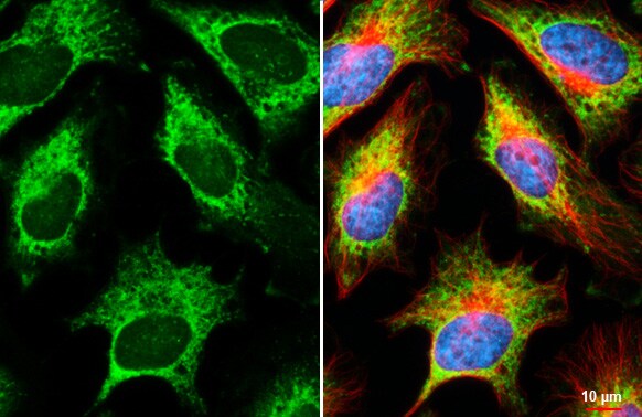 RPL32 Antibody (HL2329) - Azide and BSA Free