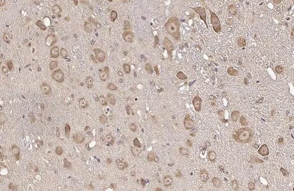 RPL32 Antibody (HL2329) - Azide and BSA Free
