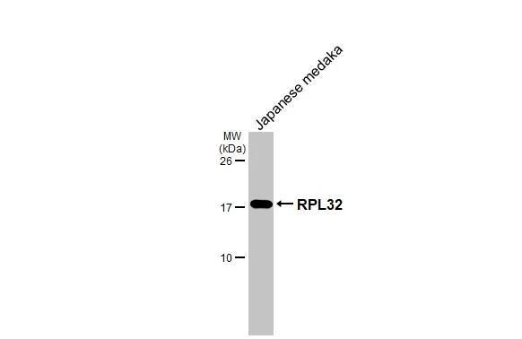 RPL32 Antibody (HL2329) - Azide and BSA Free