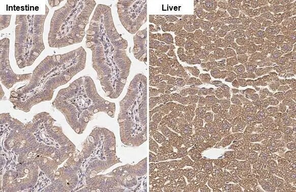 GLUD1/GLUD2 Antibody (HL2125) - Azide and BSA Free