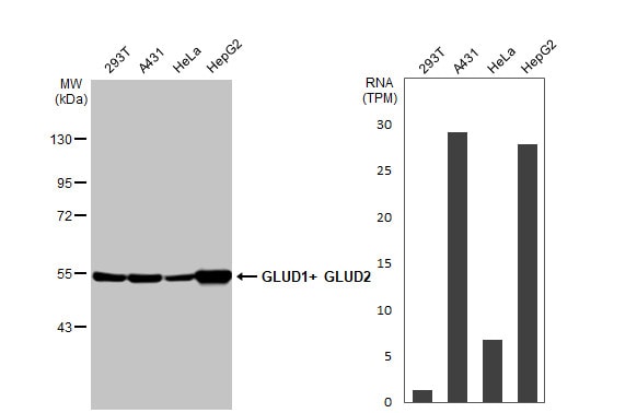 GLUD1/GLUD2 Antibody (HL2125) - Azide and BSA Free