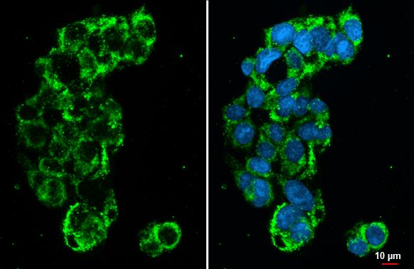 GLUD1/GLUD2 Antibody (HL2125) - Azide and BSA Free