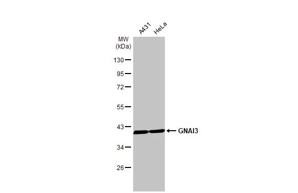 GNAI3 Antibody (HL2096) - Azide and BSA Free