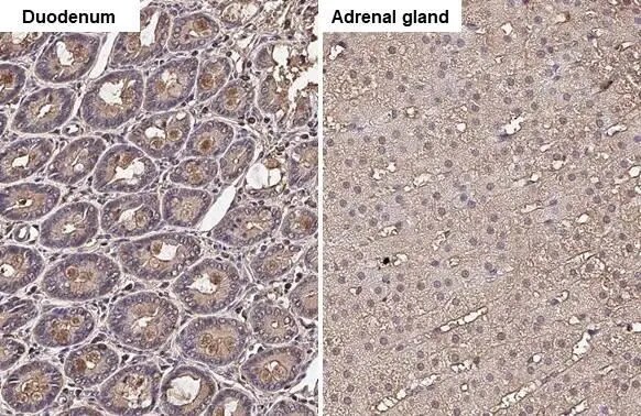GNAI3 Antibody (HL2096) - Azide and BSA Free
