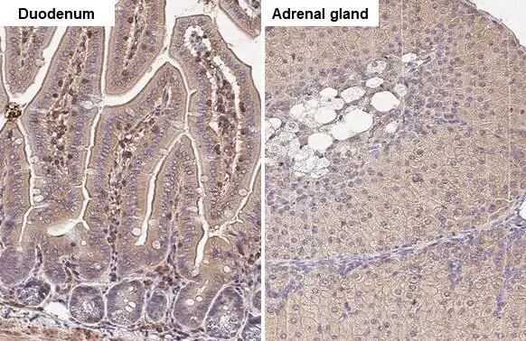 GNAI3 Antibody (HL2096) - Azide and BSA Free