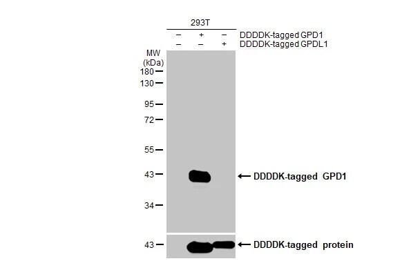 GPD1 Antibody (HL1959) - Azide and BSA Free