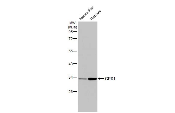 GPD1 Antibody (HL1959) - Azide and BSA Free