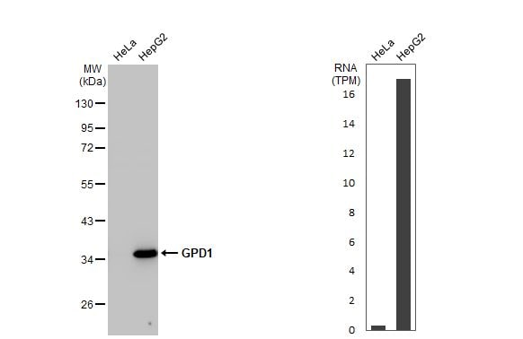 GPD1 Antibody (HL1959) - Azide and BSA Free
