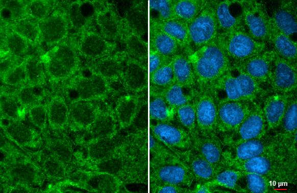 GPD1 Antibody (HL1959) - Azide and BSA Free