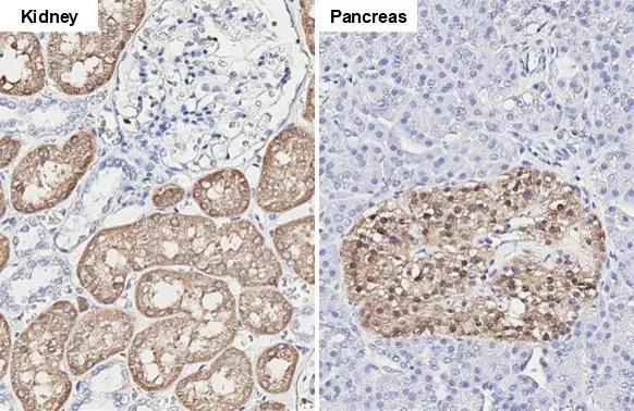 GPD1 Antibody (HL1959) - Azide and BSA Free