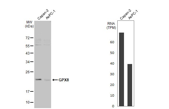 GPX8 Antibody (HL2439) - Azide and BSA Free