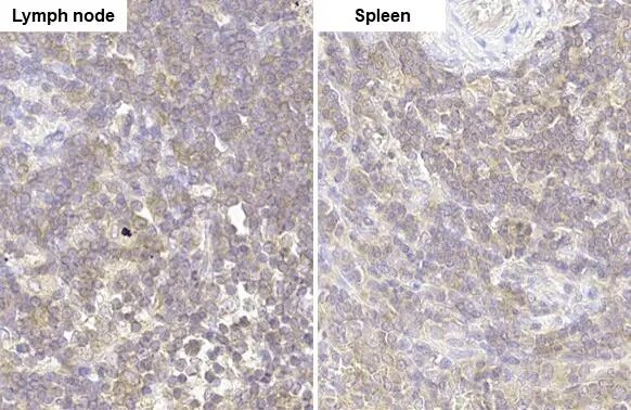 GRK2 Antibody (HL1562) - Azide and BSA Free