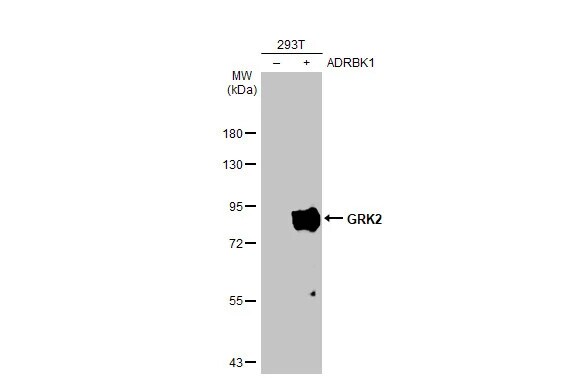 GRK2 Antibody (HL1562) - Azide and BSA Free