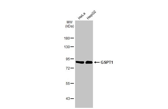 GSPT1 Antibody (HL1345) - Azide and BSA Free
